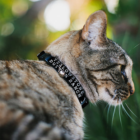 Side view of the breakaway safety buckle on the Yellowstone Dutton Ranch cat collar.