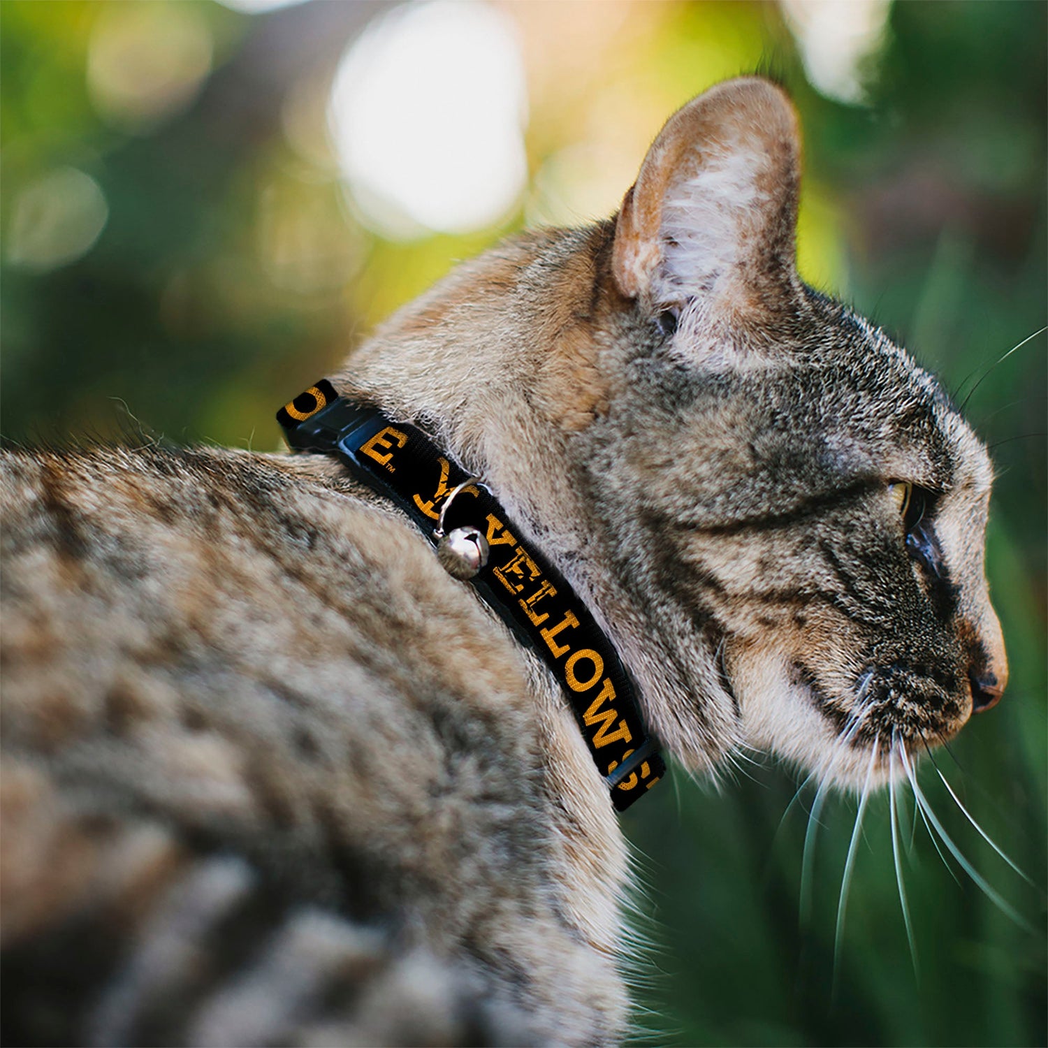 Close-up of the breakaway safety buckle on the Yellowstone cat collar