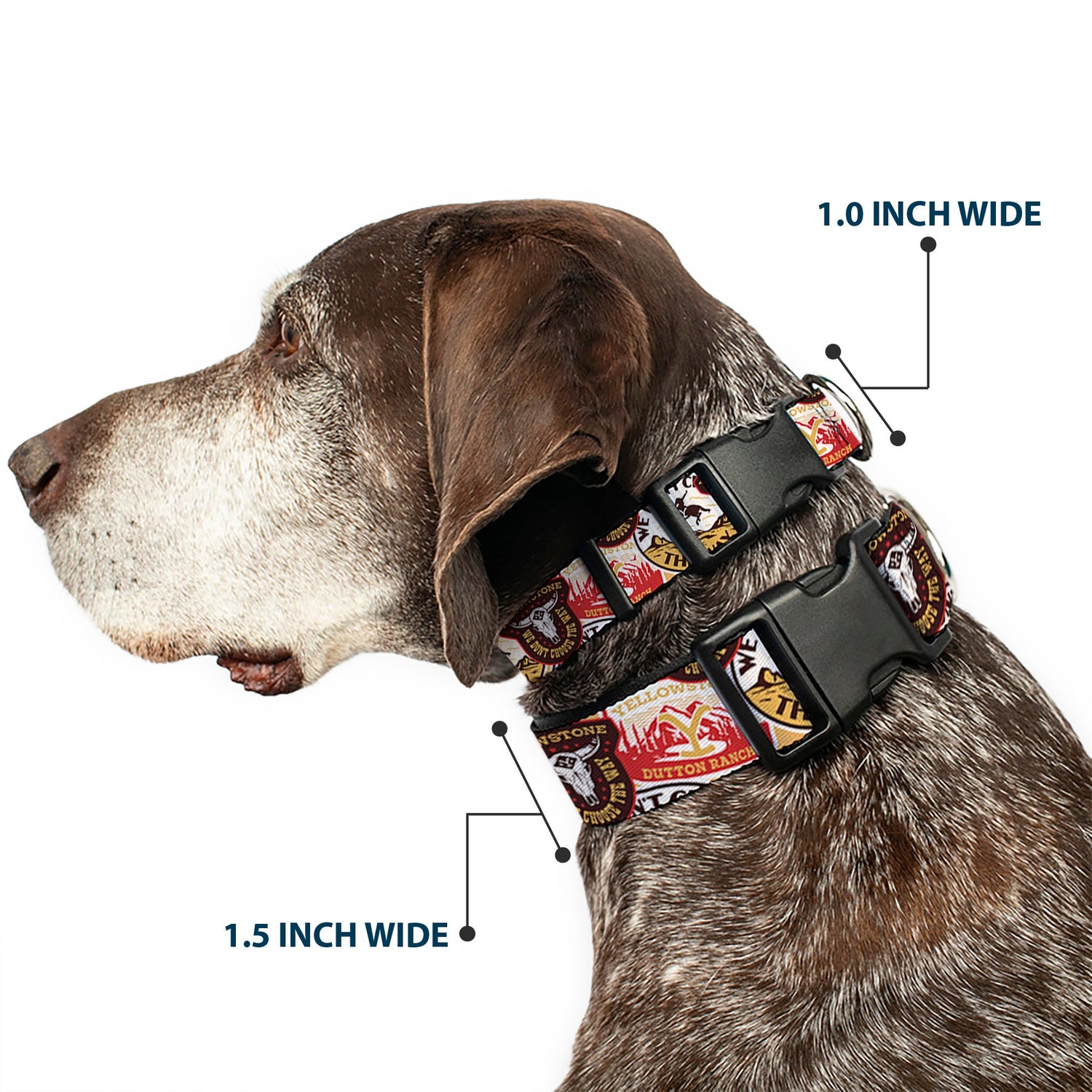 Close up of the durable plastic buckle on Yellowstone collar