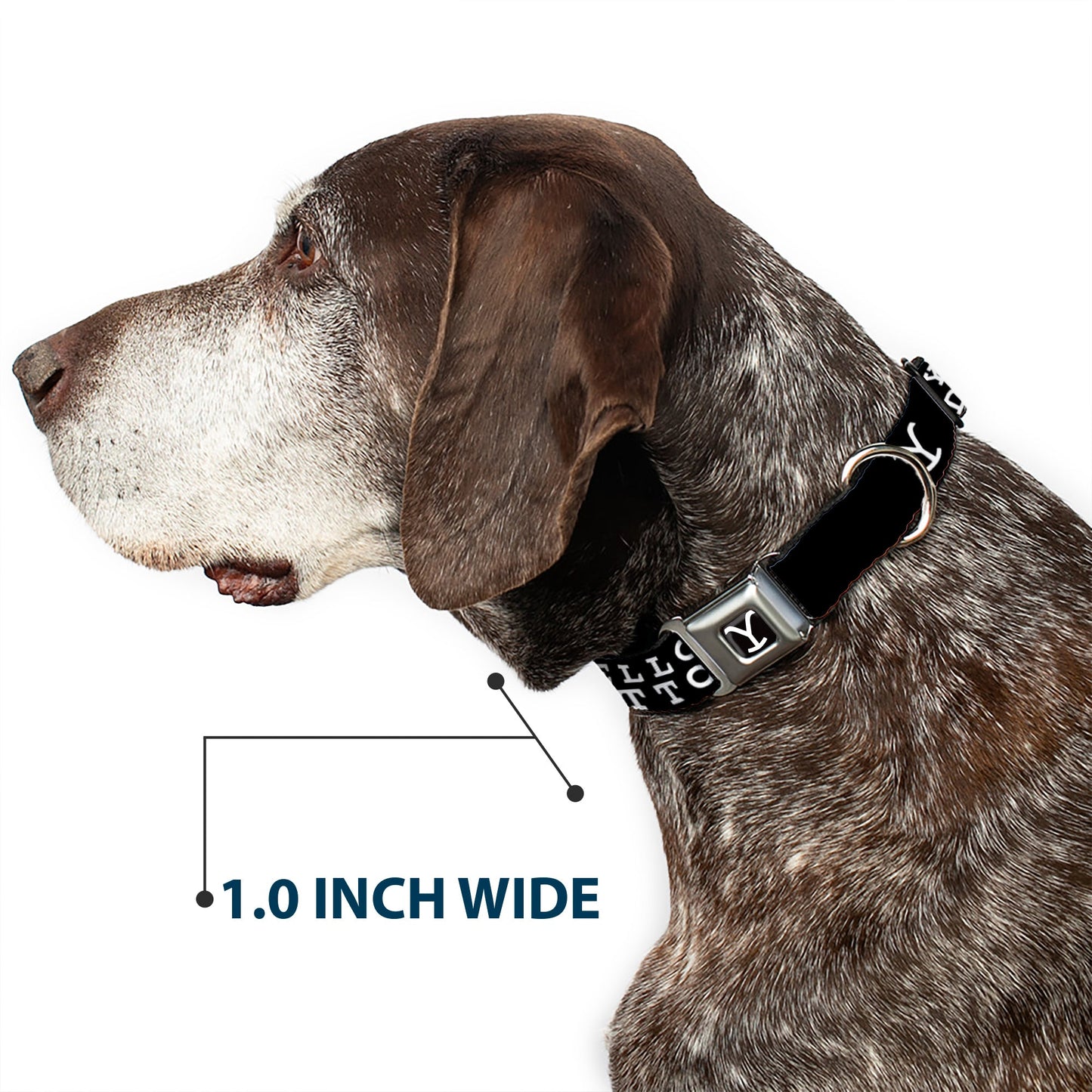 Durable D-ring attachment for leash connection