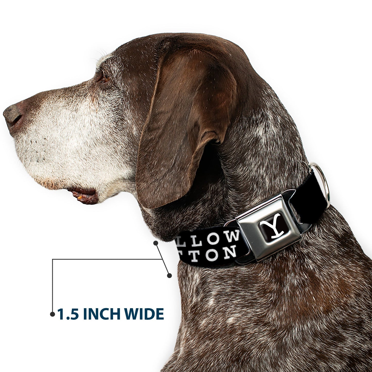 Full length of the black and white Yellowstone pet collar