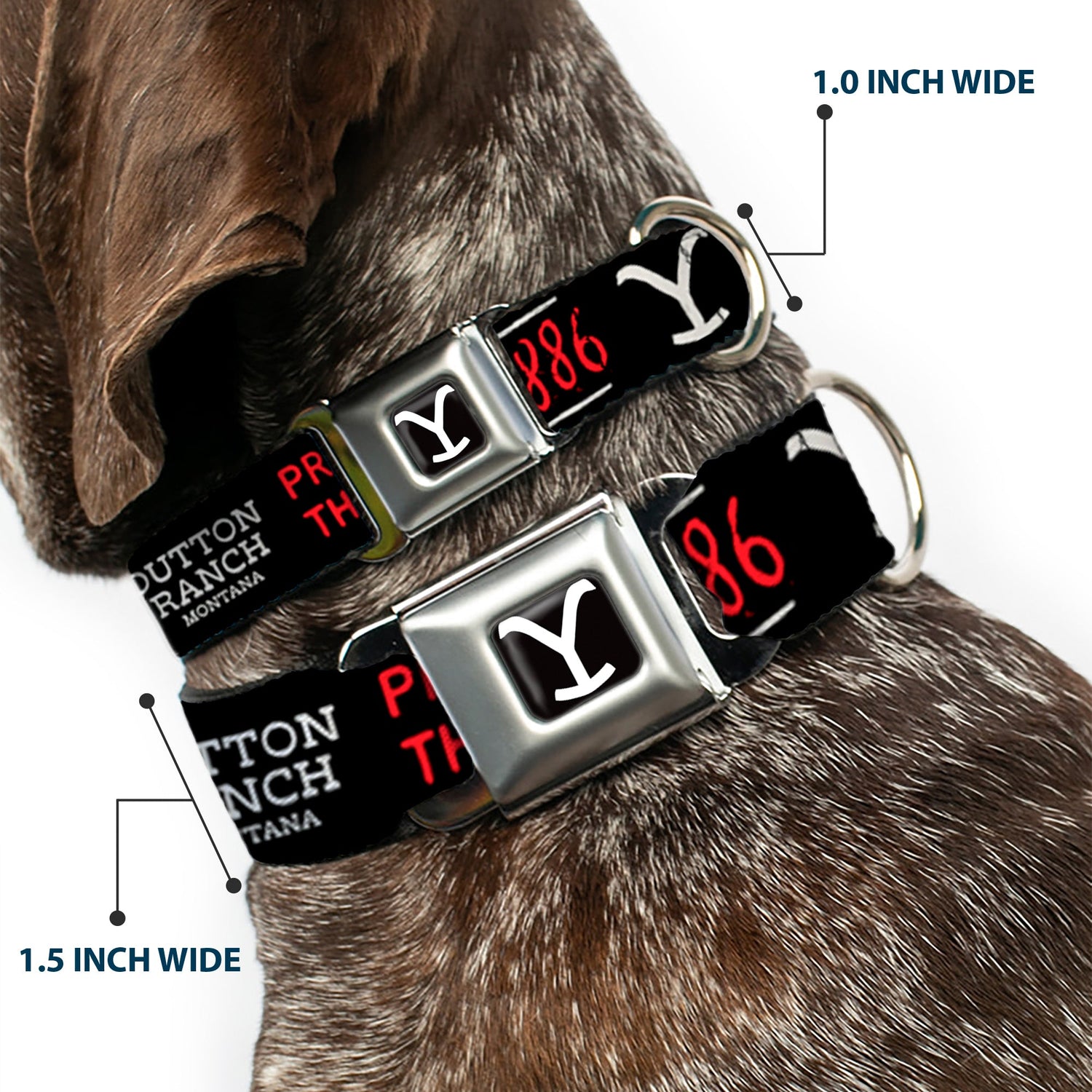 Close-up of the Dutton Ranch 1886 icons on the dog collar.