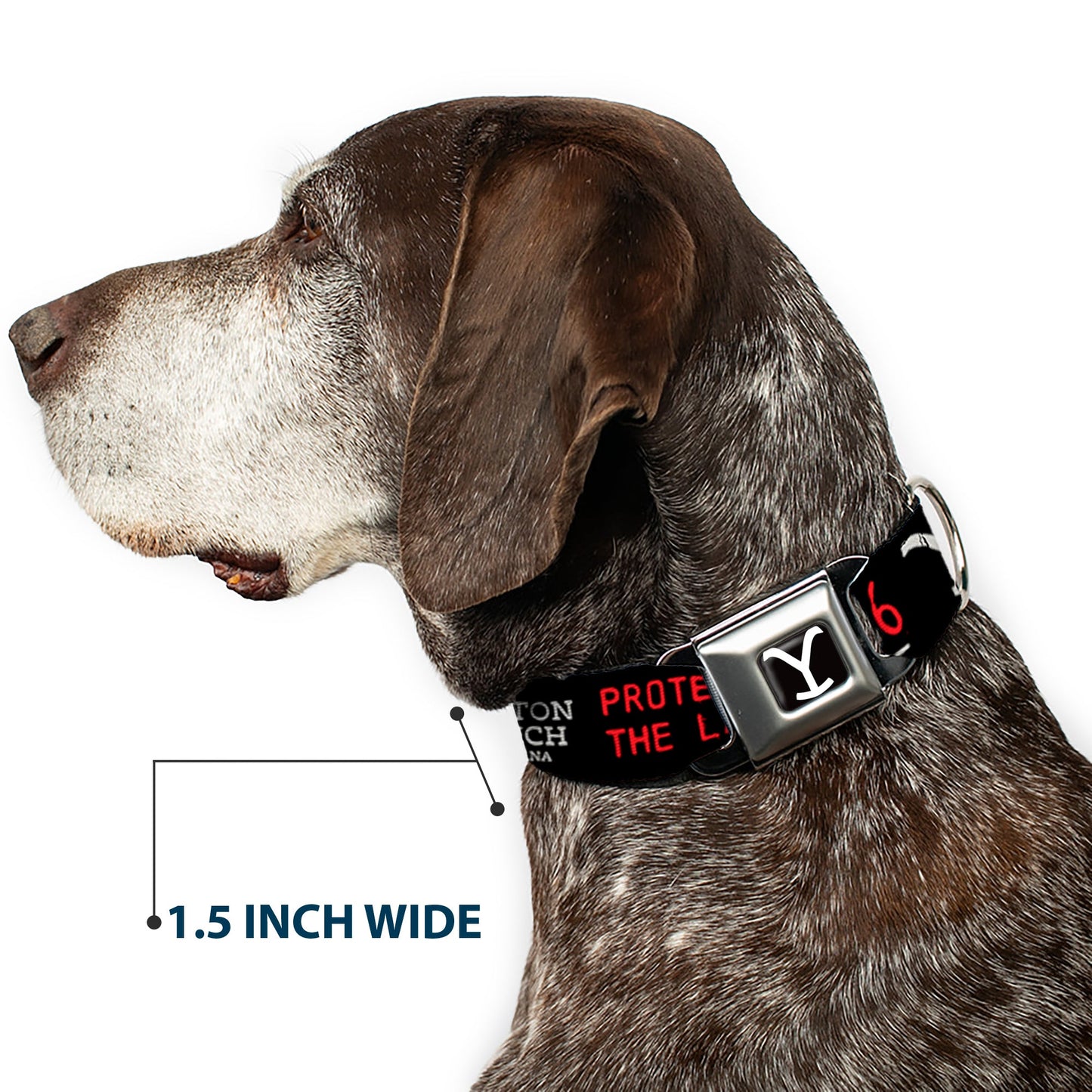 Full view of the adjustable Yellowstone Y logo seatbelt collar.