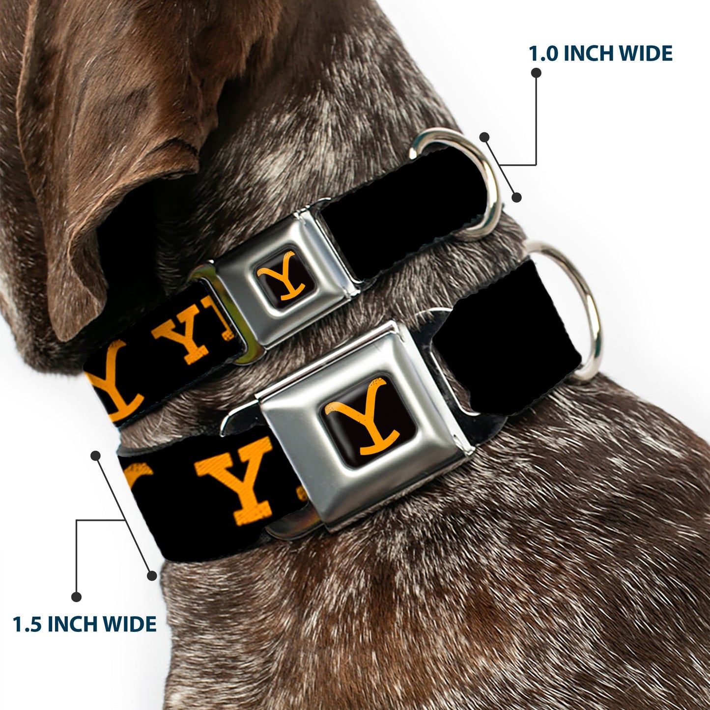 Side view of the automotive-style seatbelt buckle on the collar.