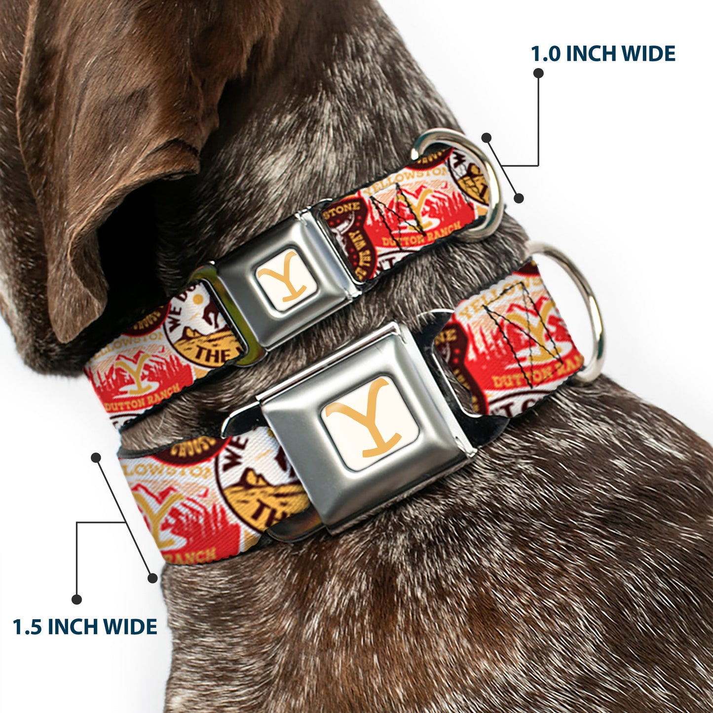 Steel seatbelt buckle on Yellowstone pet collar with push button