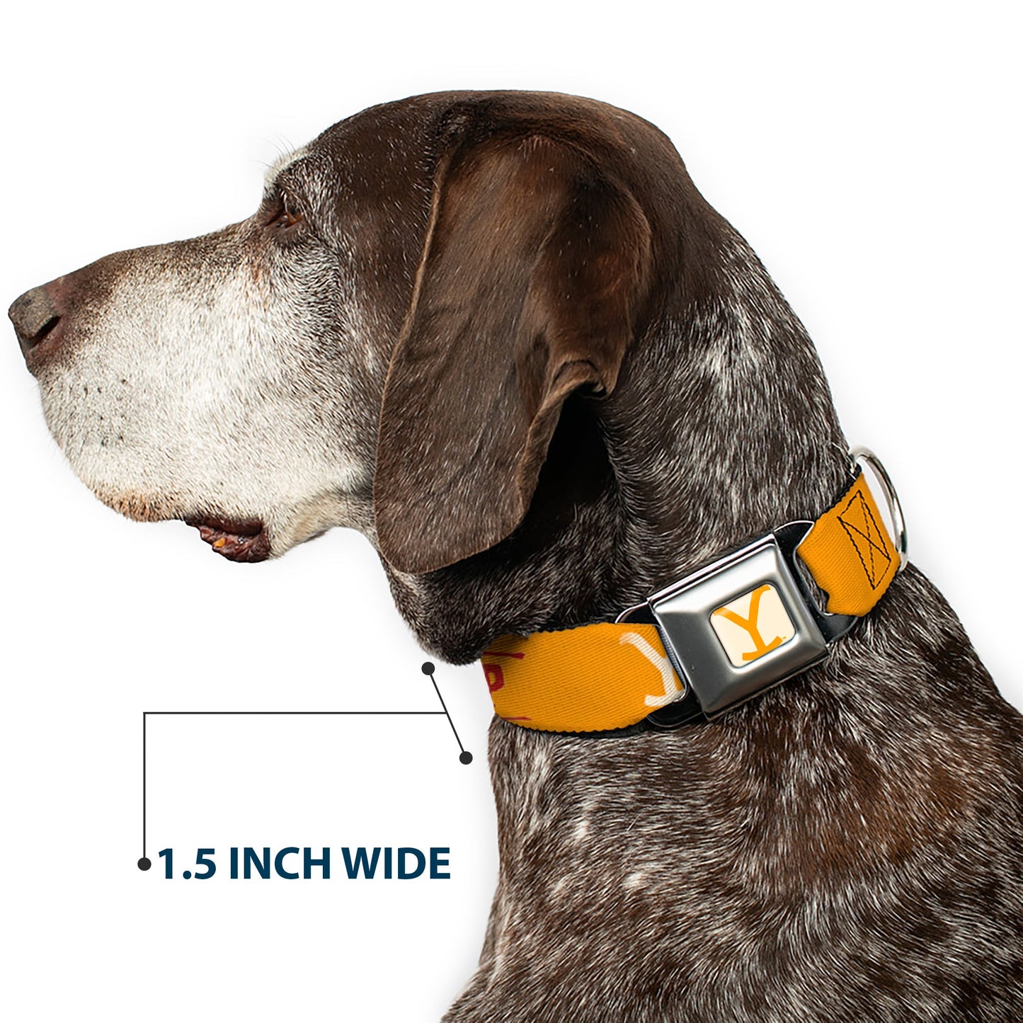 Side view of the Buckle-Down brand seatbelt collar for dogs