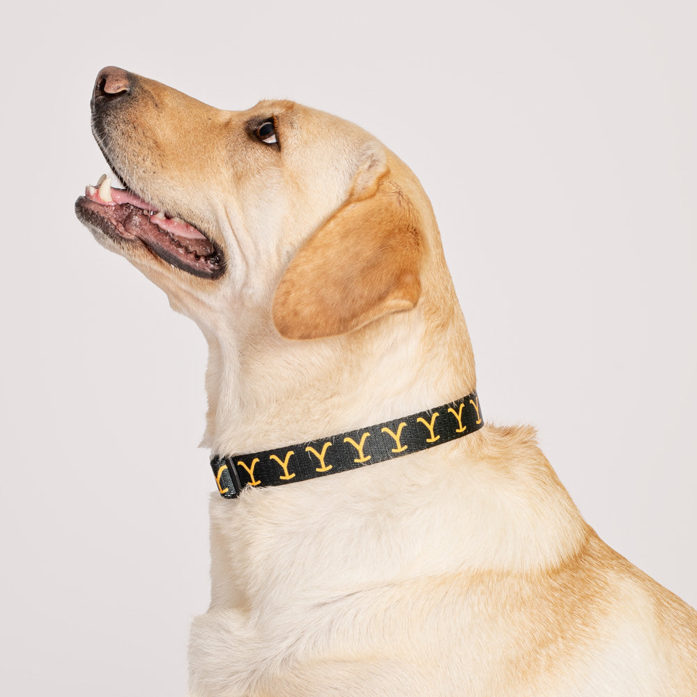 Yellowstone Logo Pet Collar