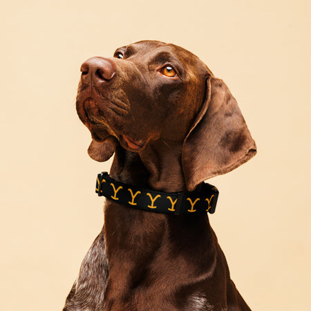 Yellowstone Logo Collar